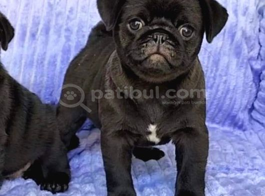 Pug Mops Yavrular Ev Üreti̇mi̇