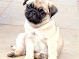 PUG MOPS YAVRULAR EV ÜRETİMİ