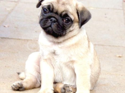 PUG MOPS YAVRULAR EV ÜRETİMİ