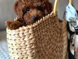 Toy Poodle Sevi̇mli̇ Yavrular Ev Üreti̇mi̇