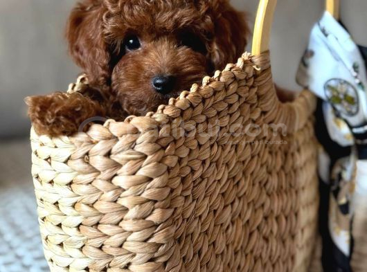 Toy Poodle Sevi̇mli̇ Yavrular Ev Üreti̇mi̇ görsel