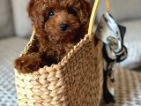 Toy Poodle Sevi̇mli̇ Yavrular Ev Üreti̇mi̇