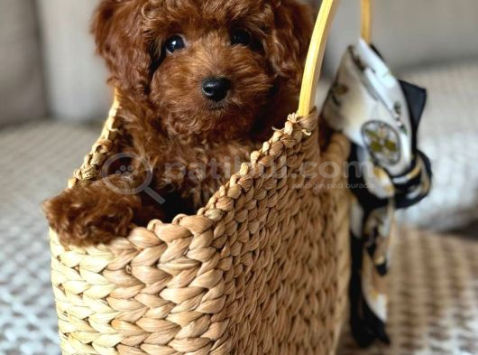 Toy Poodle Sevi̇mli̇ Yavrular Ev Üreti̇mi̇ görsel