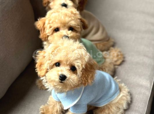 Malti̇poo Ci̇nsi̇ Yavrular Ev Üreti̇mi̇ görsel