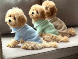 Malti̇poo Ci̇nsi̇ Yavrular Ev Üreti̇mi̇