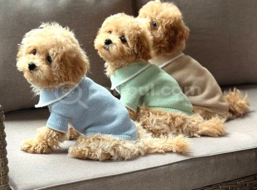 Malti̇poo Ci̇nsi̇ Yavrular Ev Üreti̇mi̇ görsel