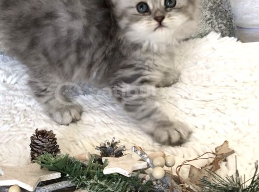 Silver Ta Longhair Dişi