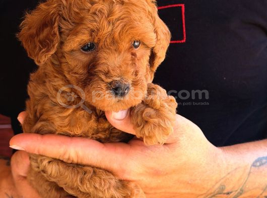 Premium Kali̇te Toy Poodle Red Brown Yavrulari