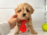 Maltipoo Bebekler Yuva Bekliyor