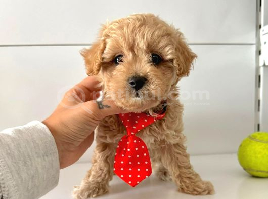 Maltipoo Bebekler Yuva Bekliyor görsel