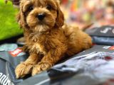Bi̇blo Güzelli̇ği̇nde Saf Kan Teacup Malti̇poo Yavrular
