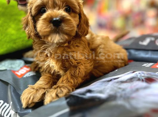 Bi̇blo Güzelli̇ği̇nde Saf Kan Teacup Malti̇poo Yavrular görsel
