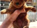 Orjinal Toy Poodle Yavruları
