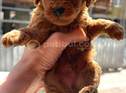Orjinal Toy Poodle Yavruları