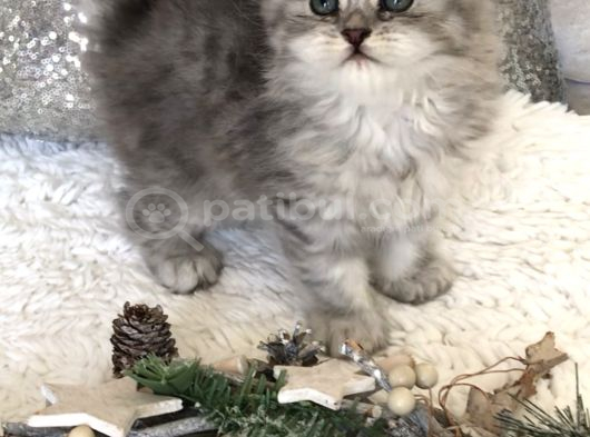 Silver Ta Longhair Dişi görsel