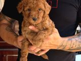 Premium Kali̇te Toy Poodle Red Brown Yavrulari