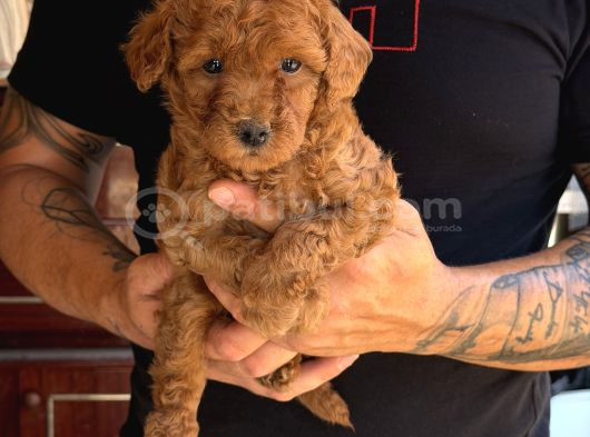 Premium Kali̇te Toy Poodle Red Brown Yavrulari görsel