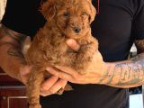 Premium Kali̇te Toy Poodle Red Brown Yavrulari