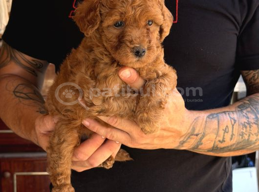 Premium Kali̇te Toy Poodle Red Brown Yavrulari görsel