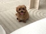 3 Aylık Maltipoo İst Kartal