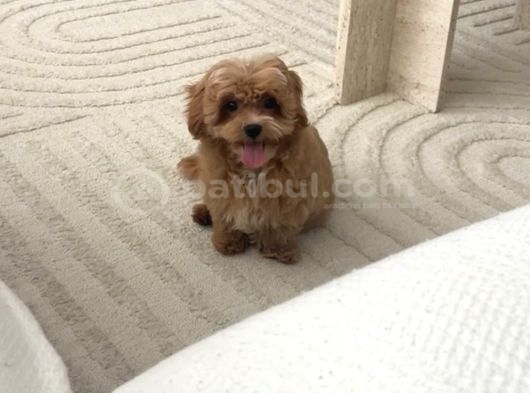 3 Aylık Maltipoo İst Kartal görsel