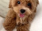 3 Aylık Maltipoo İst Kartal
