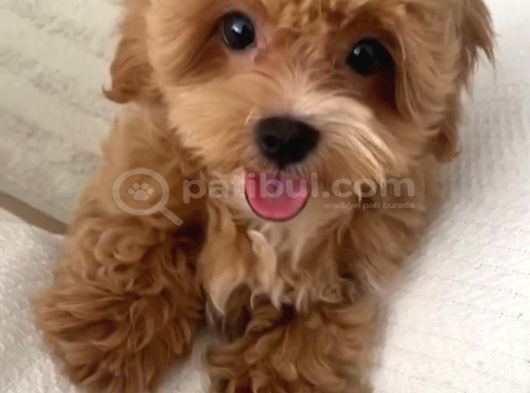3 Aylık Maltipoo İst Kartal görsel