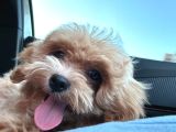 3 aylık Maltipoo İst Kartal
