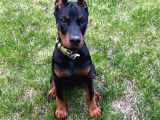 Orjinal Doberman Yavrularımız
