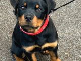 Orjinal Rotweiler Yavruları