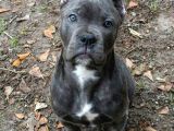 Orjinal Cane corso Yavrularımız Gri