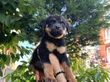 Orjinal rottweiler yavrumuz