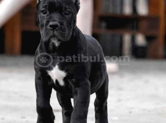 Orjinal Cane Corso Yavrularımız Black