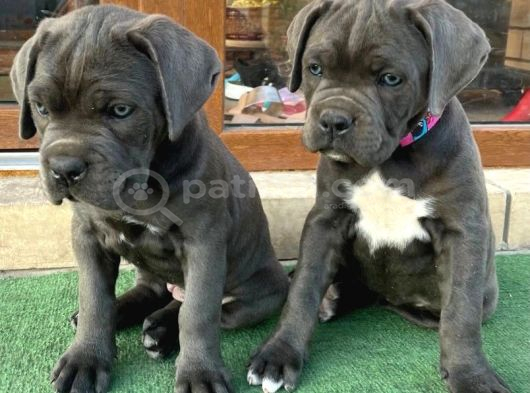 Orjinal Safkan Cane Corso Yavrularımız