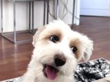 Bakımlı Sağlıklı 7 Aylık Morkie Yeni Yuvasını Arıyor