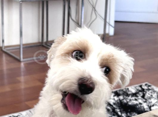 Bakımlı Sağlıklı 7 Aylık Morkie Yeni Yuvasını Arıyor görsel