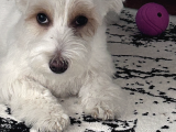 Bakımlı Sağlıklı 7 Aylık Morkie Yeni Yuvasını Arıyor