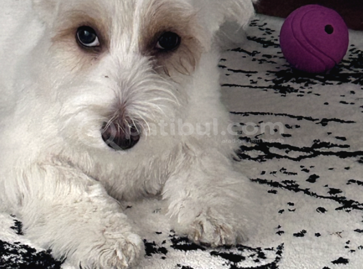 Bakımlı Sağlıklı 7 Aylık Morkie Yeni Yuvasını Arıyor görsel