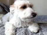 Bakımlı Sağlıklı 7 Aylık Morkie Yeni Yuvasını Arıyor