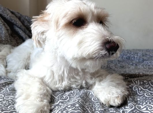 Bakımlı Sağlıklı 7 Aylık Morkie Yeni Yuvasını Arıyor görsel