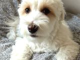 Bakımlı Sağlıklı 7 Aylık Morkie Yeni Yuvasını Arıyor