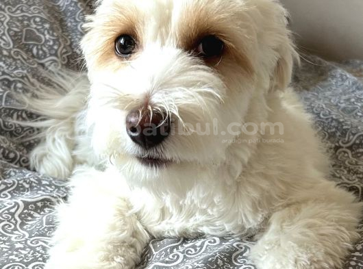 Bakımlı Sağlıklı 7 Aylık Morkie Yeni Yuvasını Arıyor görsel