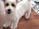 Bakımlı Sağlıklı 7 Aylık Morkie Yeni Yuvasını Arıyor