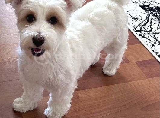 Bakımlı Sağlıklı 7 Aylık Morkie Yeni Yuvasını Arıyor