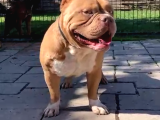 Bully Pocket Son Yavrular