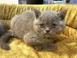Top Kafa British Shorthair Yavrularımız