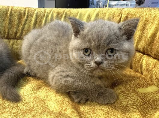 Top Kafa British Shorthair Yavrularımız görsel
