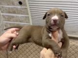 Bully Pocket Son Yavrular