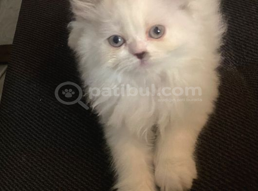 Izmir Chincilla Yavrular görsel
