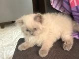 Izmir Chincilla Yavrular